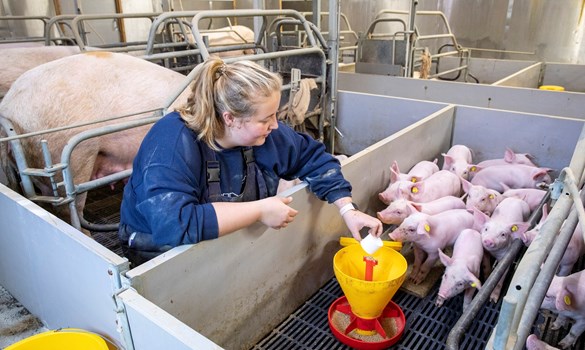 Stockperson feeding pen of piglets creep feed